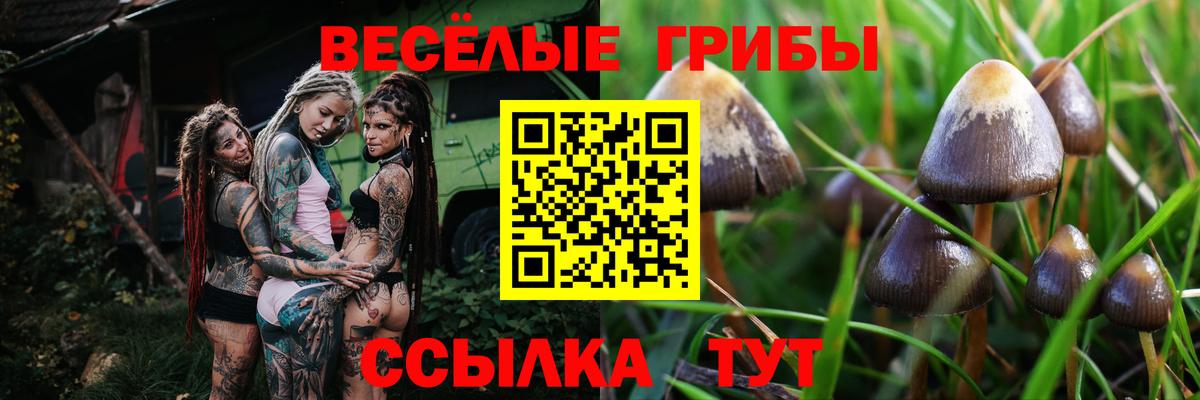 Ивантеевка  Галлюциногенные грибы GOLDEN TEACHER  Вход с VPN 